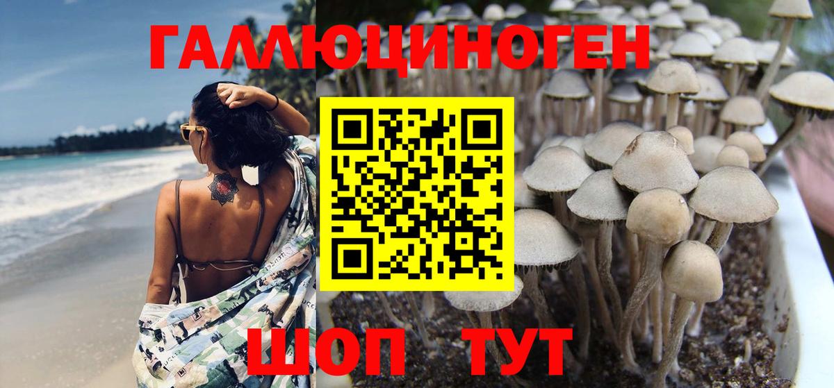 Псилоцибиновые грибы Cubensis Ишим